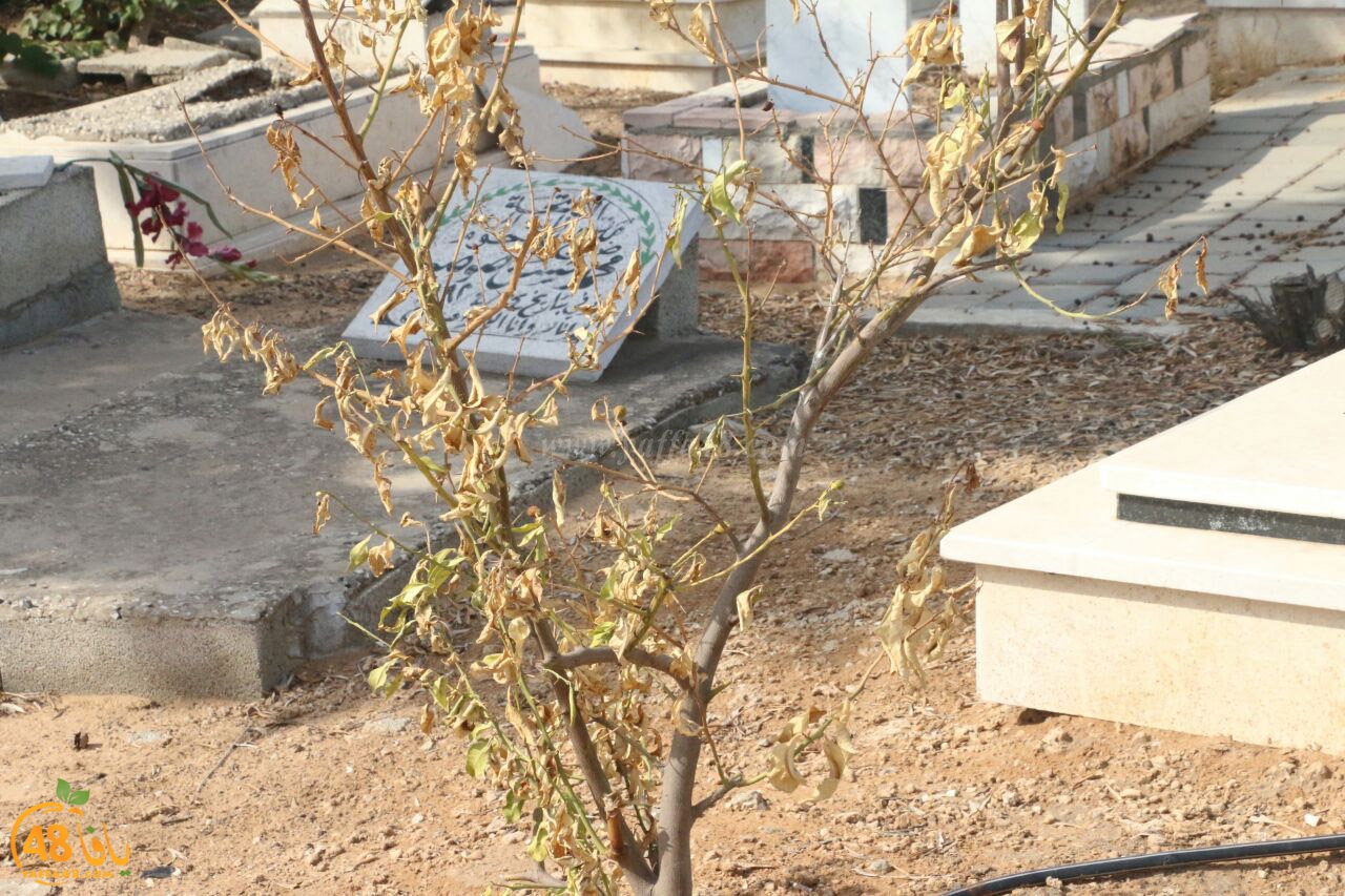 trees on tasoo (7).jpg